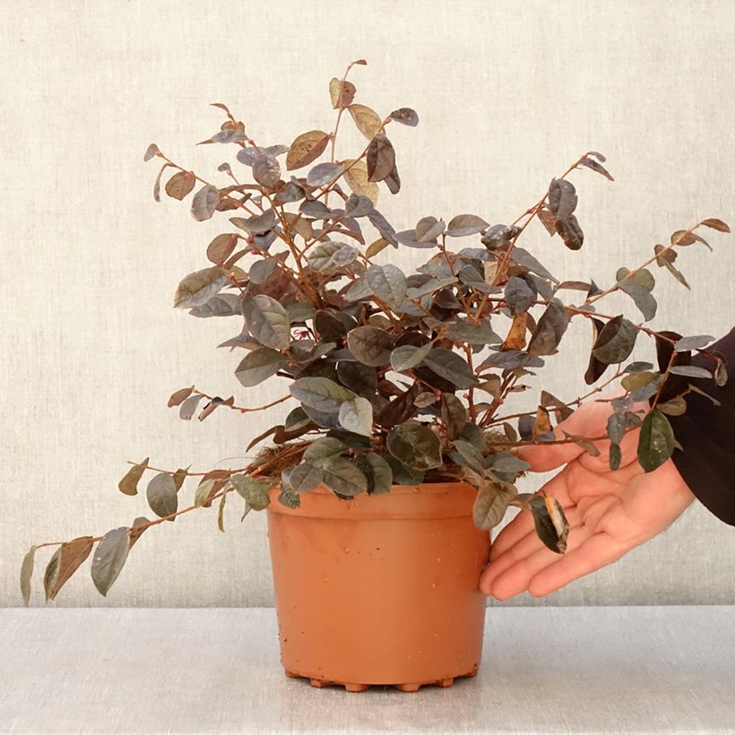 Loropetalum chinense - Loropétale de Chine Pot de 2L/3L sample as delivered in spring