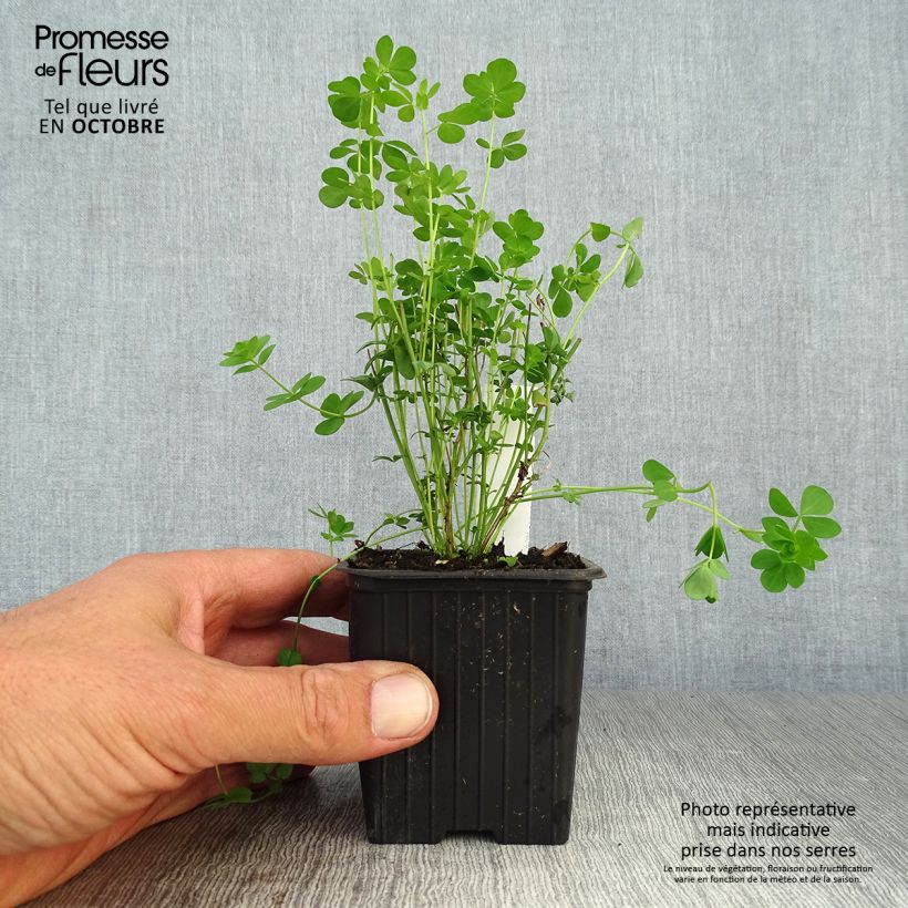 Lotus corniculatus Plenus 8/9 cm pot sample as delivered in autumn