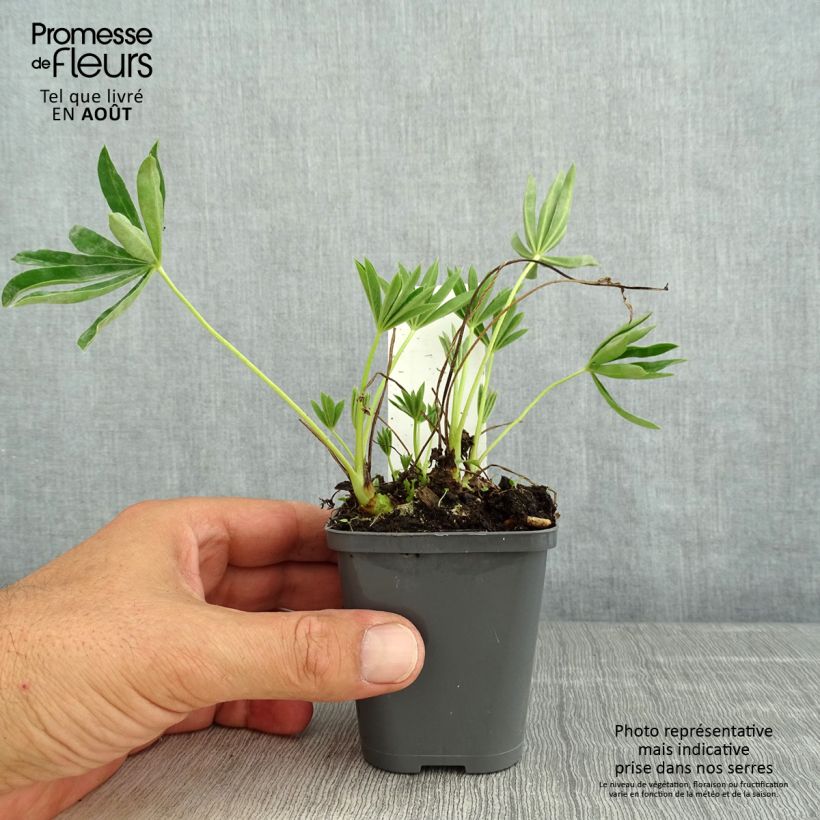 Lupinus polyphyllus Minaret 8/9 cm pot sample as delivered in summer