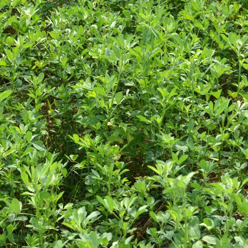 Alfalfa Seeds (Plant habit)