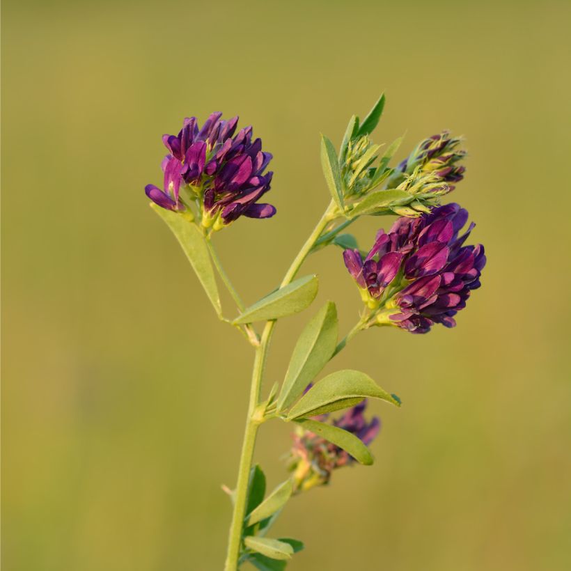 Alfalfa Seeds (Flowering)