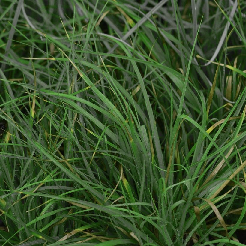 Luzula nivea (Foliage)