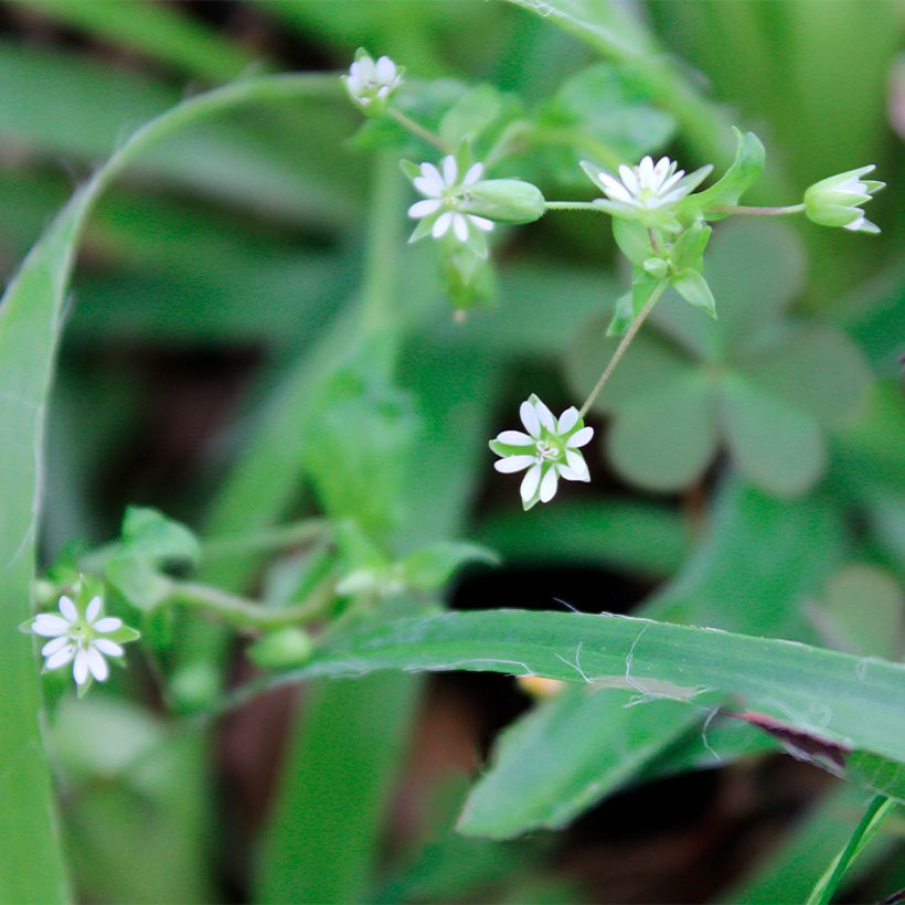 Luzula pilosa (Flowering)