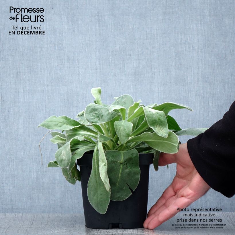 Lychnis coronaria Alba 2L/3L pot sample as delivered in autumn