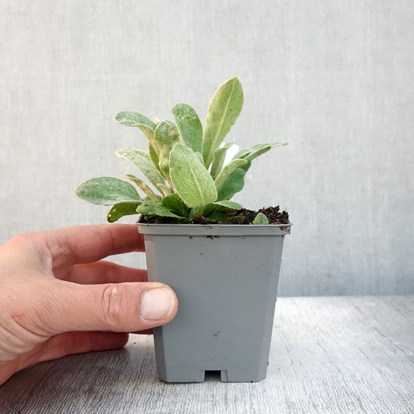 Lychnis coronaria Atrosanguinea 8/9 cm pot sample as delivered in autumn