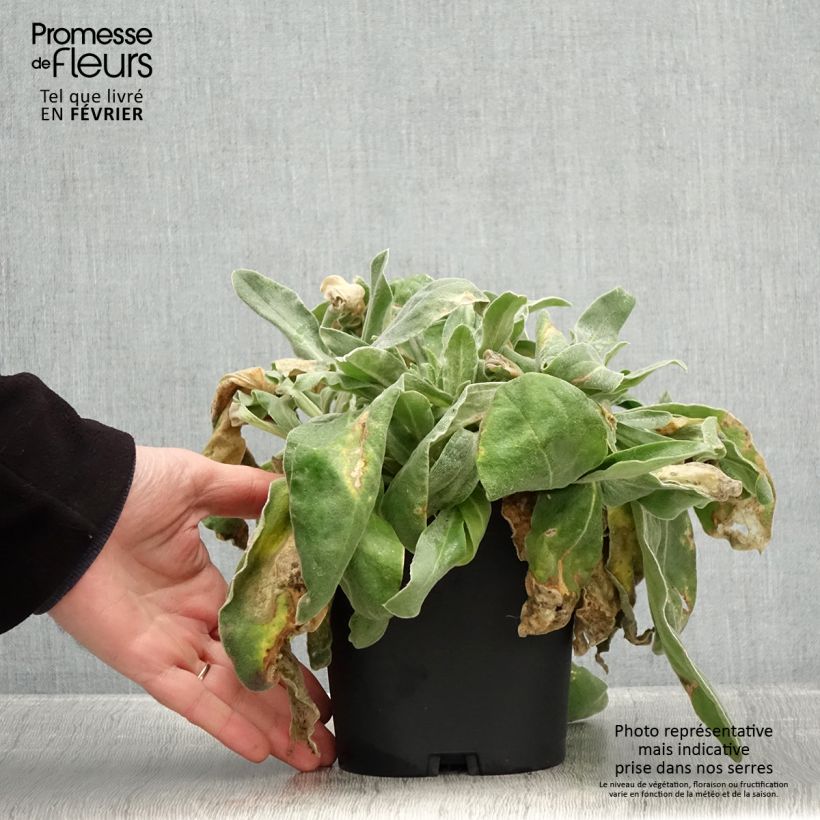 Lychnis coronaria 2L/3L pot sample as delivered in winter