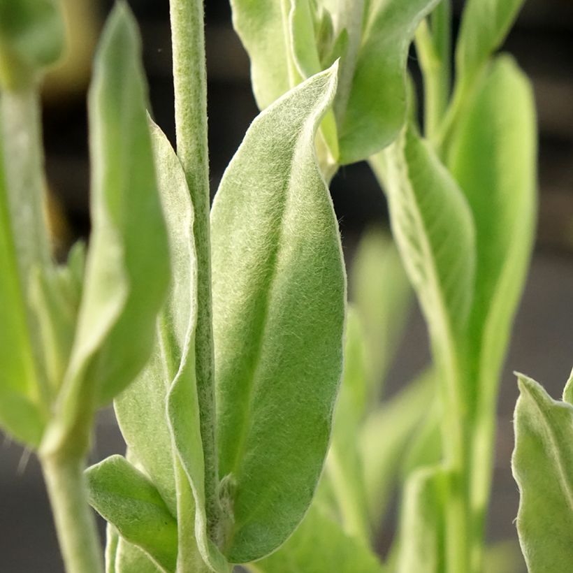 Lychnis coronaria Gardeners World (Foliage)