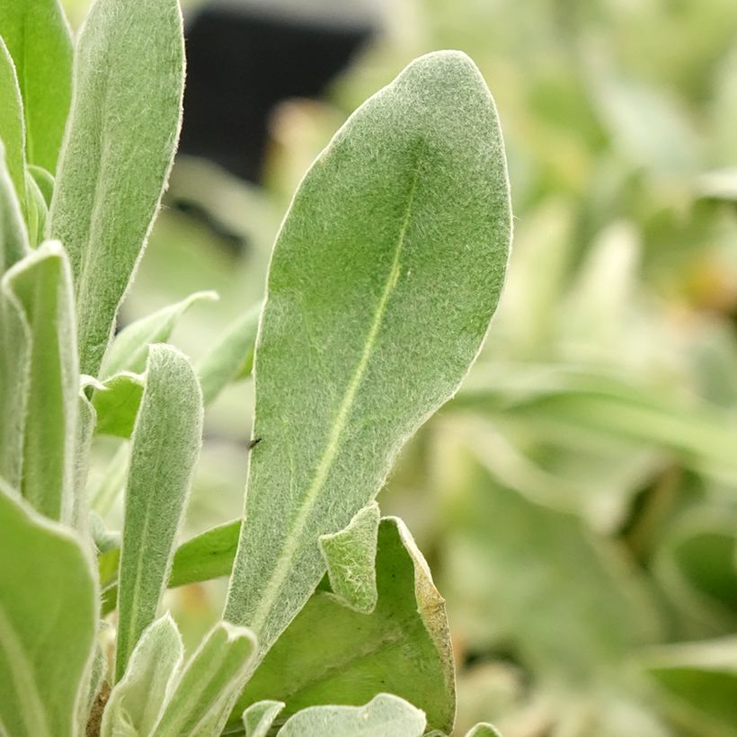 Lychnis coronaria Gardeners World (Foliage)