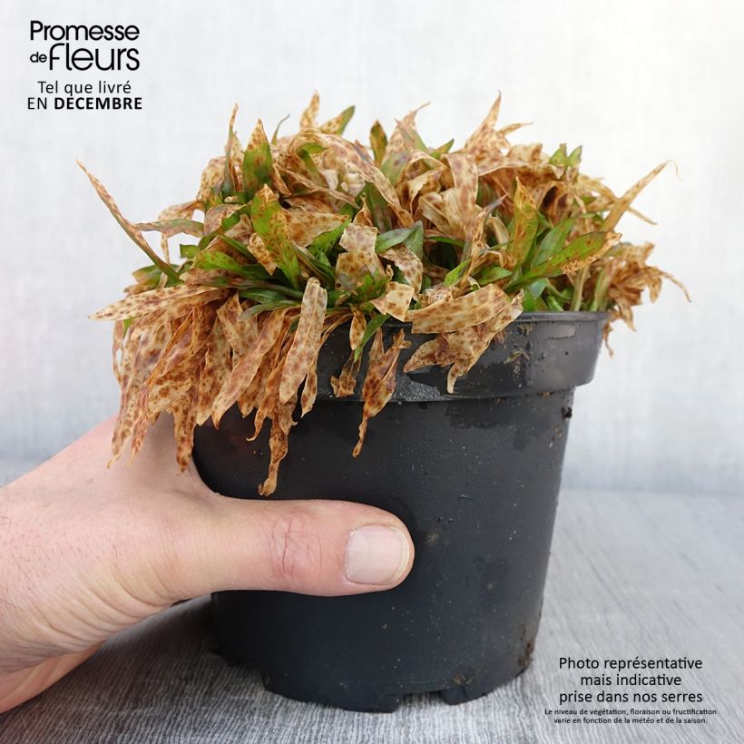 Lychnis flos cuculi Jenny - Oeillet des prés rose en pot de 2L/3L sample as delivered in autumn