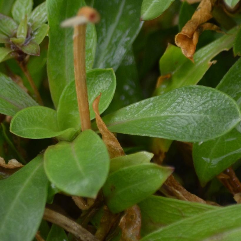 Lychnis flos-cuculi (Foliage)