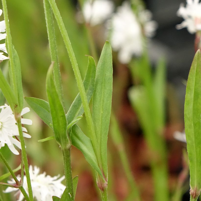 Lychnis flos-cuculi Petit Henri (Foliage)