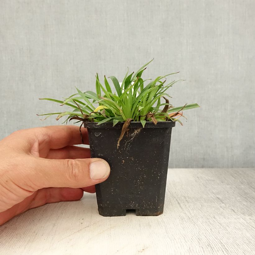 Lychnis viscaria Splendens - Attrape-mouches Godet de 9cm sample as delivered in summer