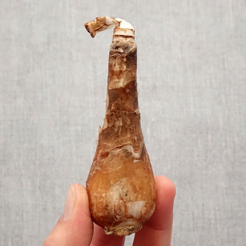Lycoris aurea - Golden Spider Lily Bulb size I sample as delivered in spring