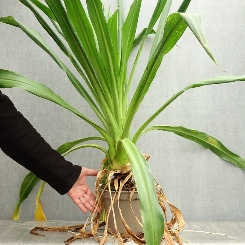 Beschorneria albiflora  3L/4L pot sample as delivered in autumn