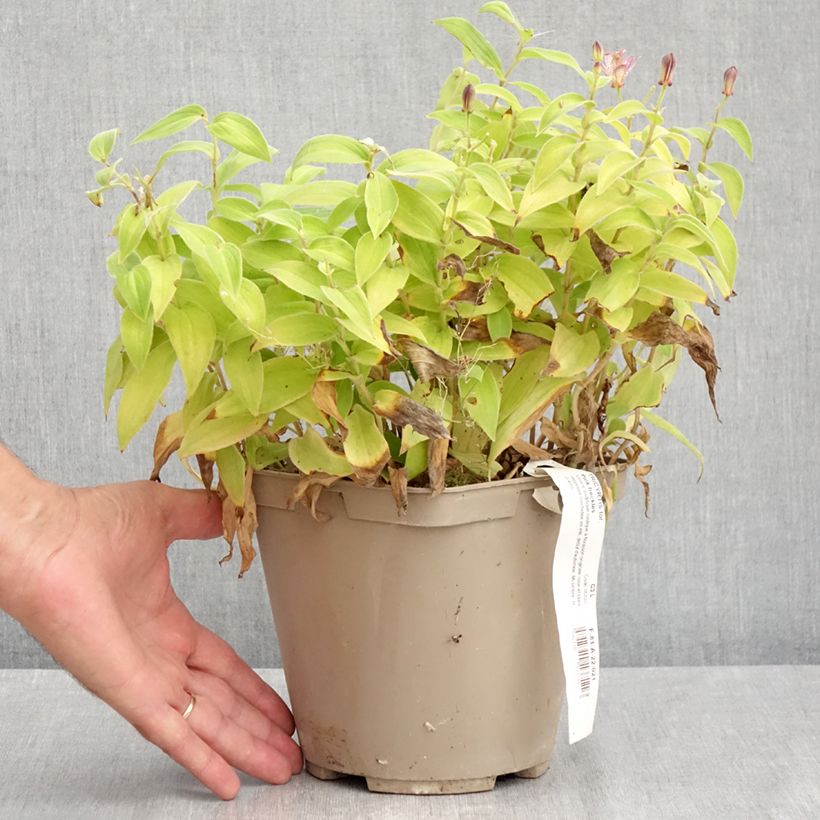 Tricyrtis formosana Pink Freckles - Toad Lily 2L/3L pot sample as delivered in summer