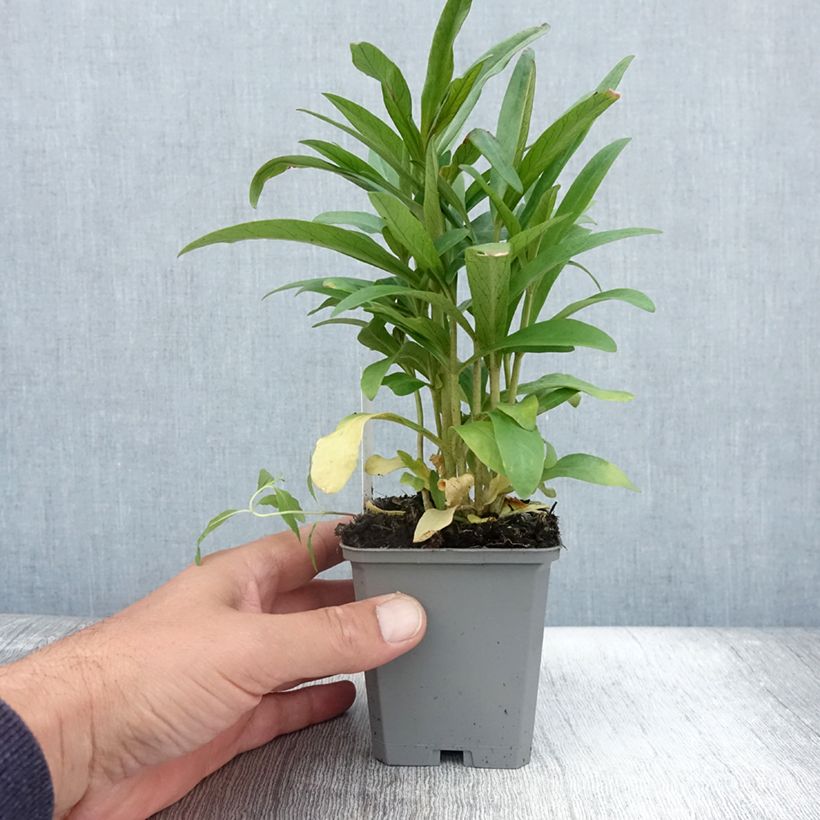 Lysimachia ephemerum - Loosestrife 8/9 cm pot sample as delivered in summer