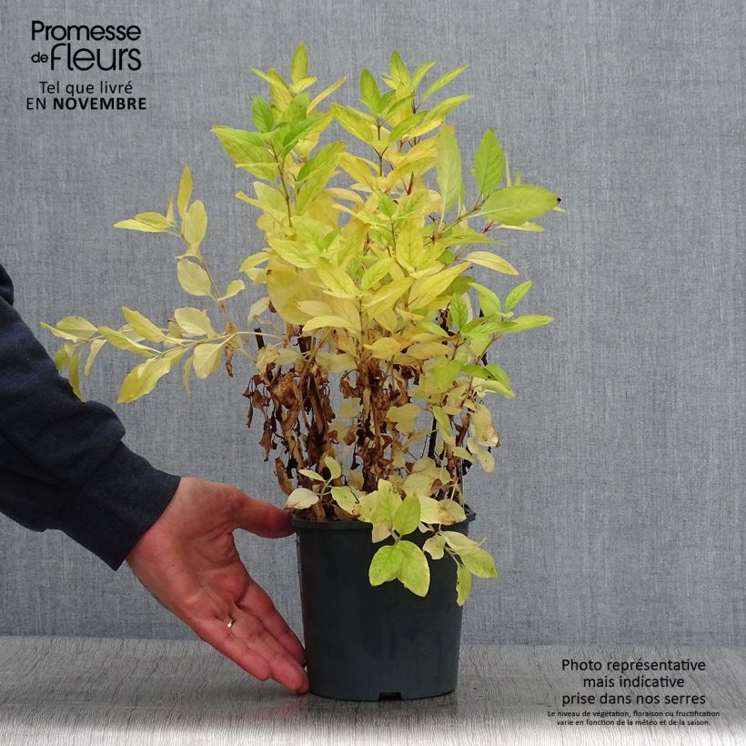 Lysimachia punctata - Lysimaque ponctuée en pot de 2/3 litres sample as delivered in autumn