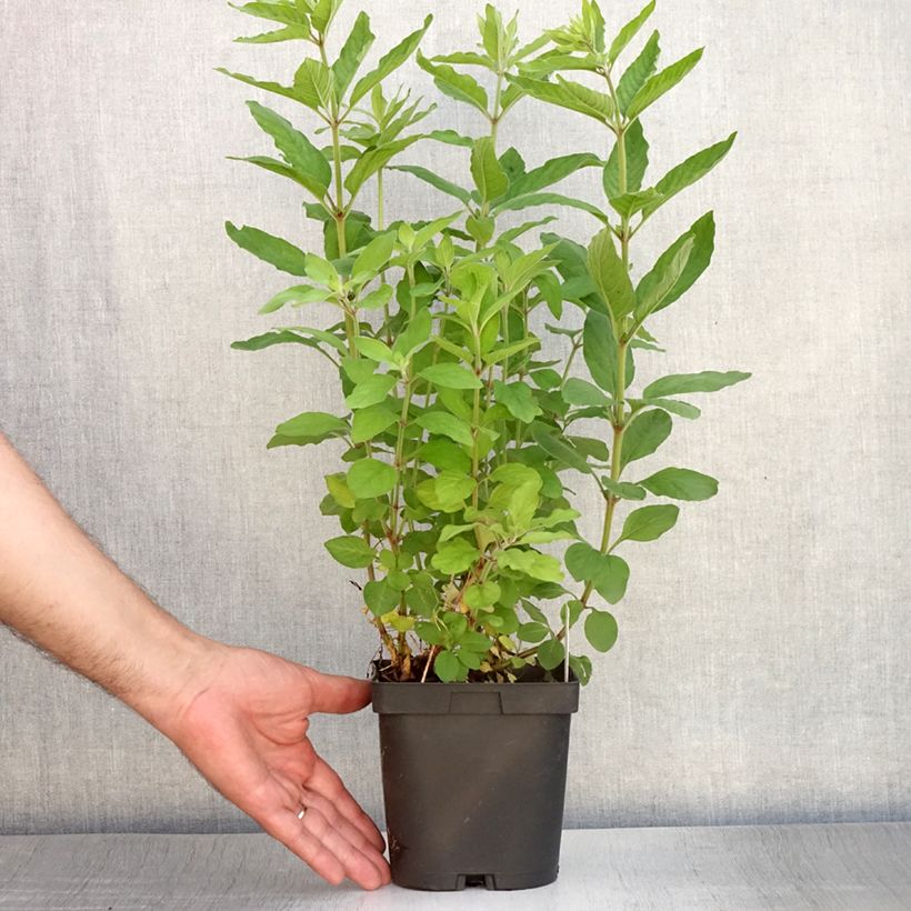 Lysimachia punctata - Loosestrife 2L/3L pot sample as delivered in summer