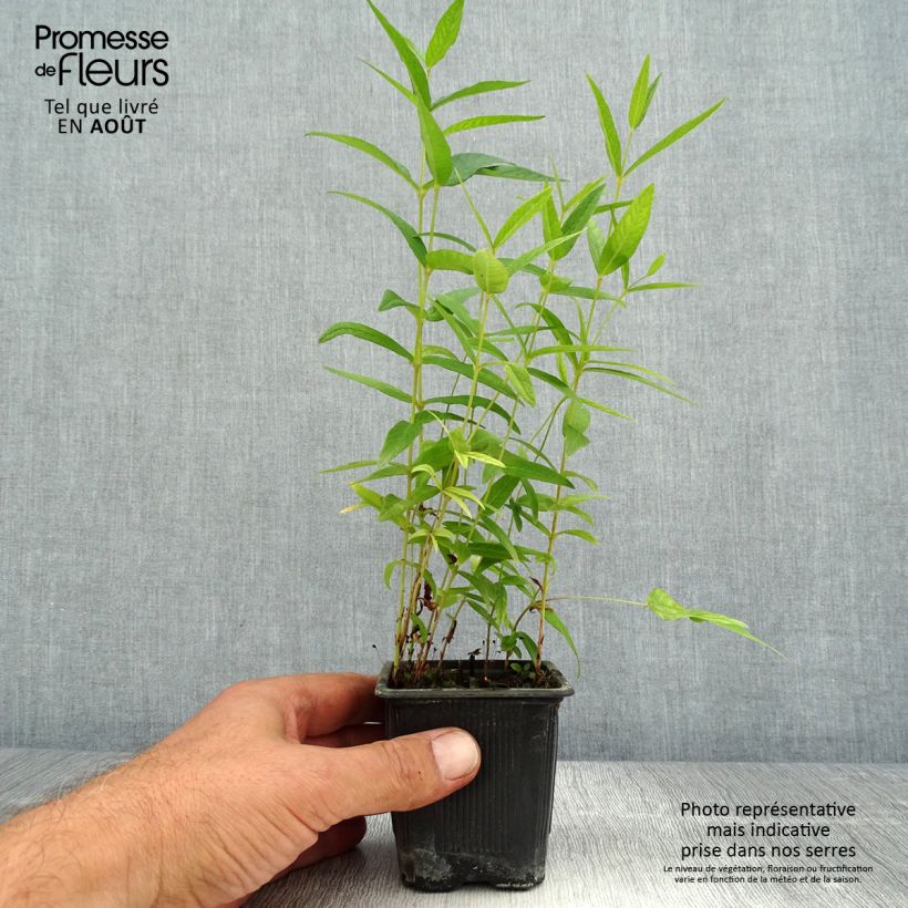Lysimachia vulgaris - Loosestrife 8/9 cm pot sample as delivered in summer