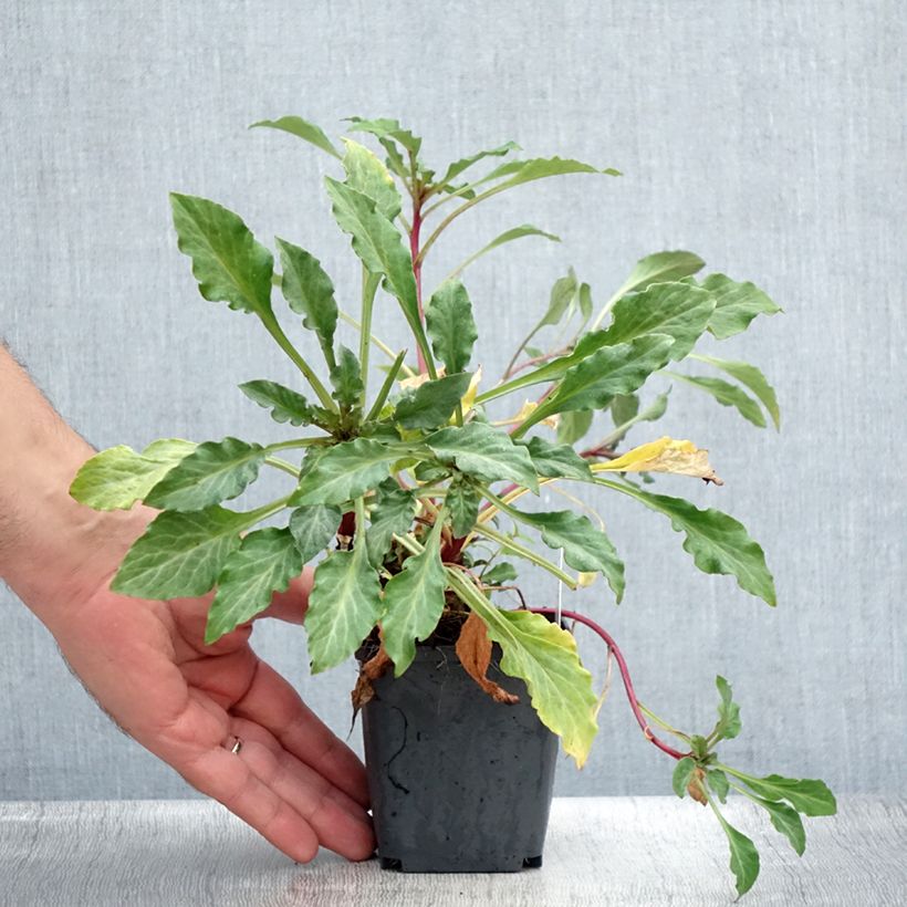 Lysimachia atropurpurea Beaujolais - Loosestrife 8/9 cm pot sample as delivered in summer