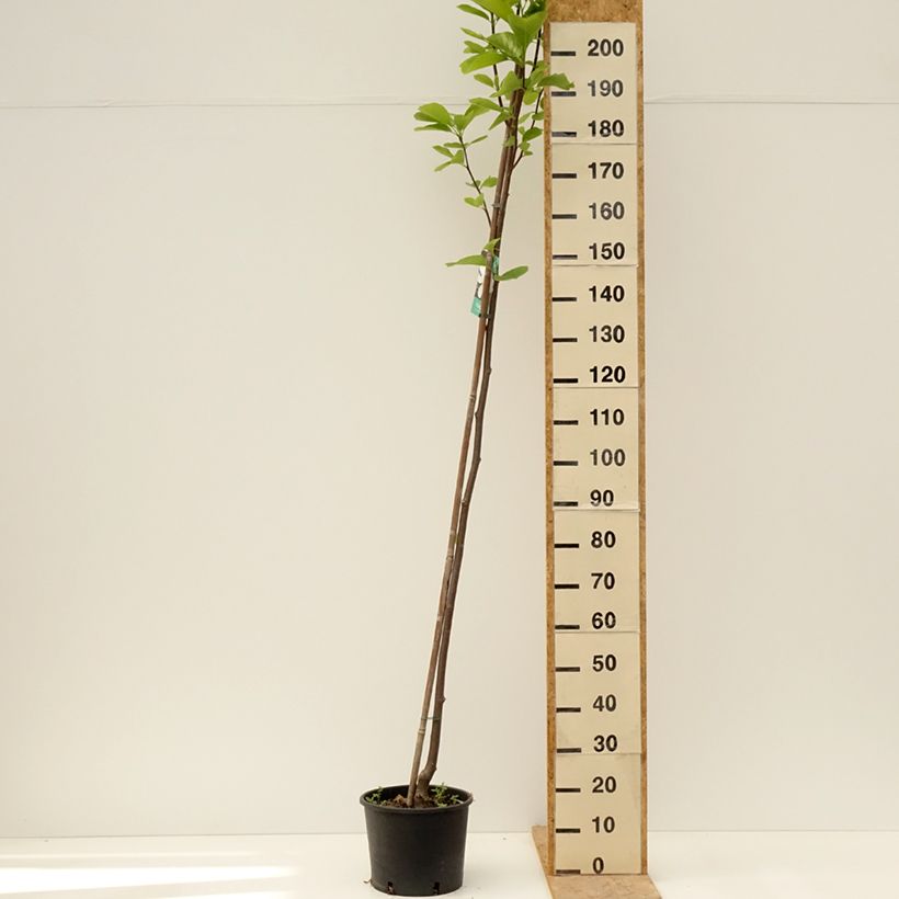 Magnolia denudata Double Diamond - Magnolia Yulan Pot de 7.5L/10L sample as delivered in spring