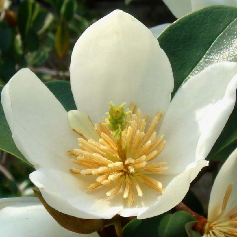 Magnolia dianica Summer Snowflake (Flowering)