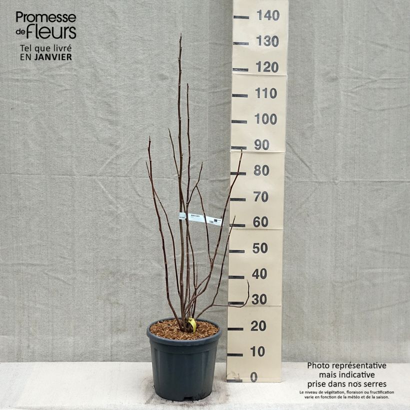 Magnolia Elisabeth Pot de 7,5L/10L sample as delivered in winter