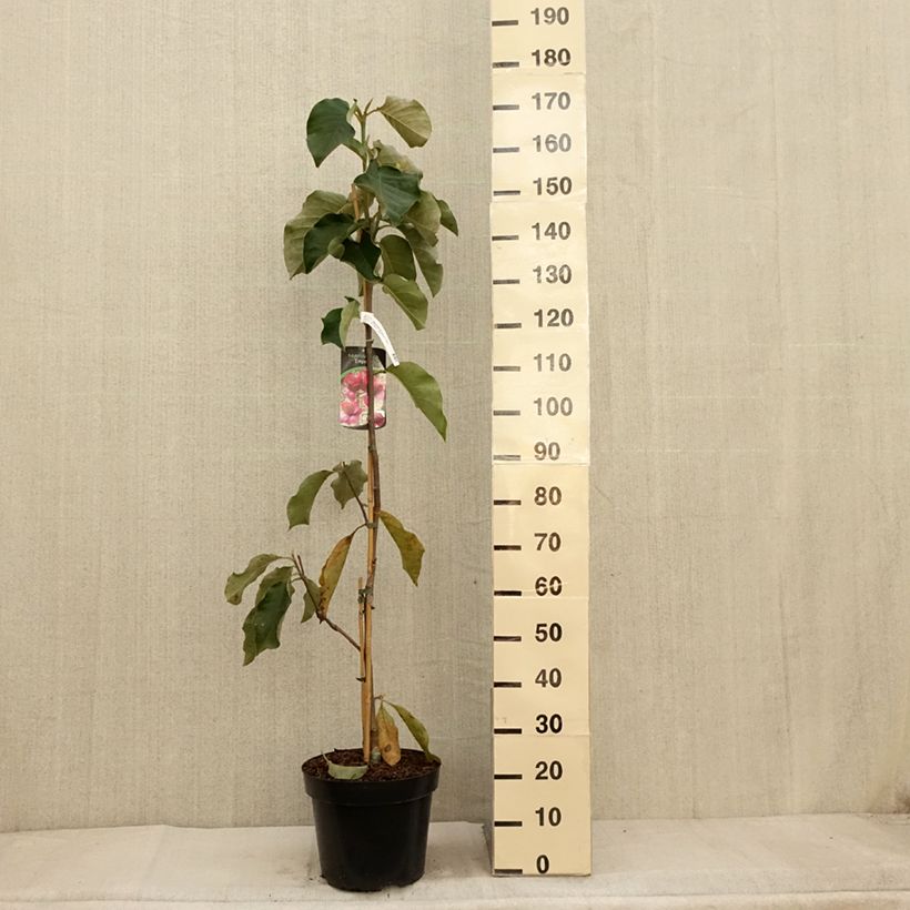 Magnolia Emperor Pot de 12L/15L sample as delivered in autumn