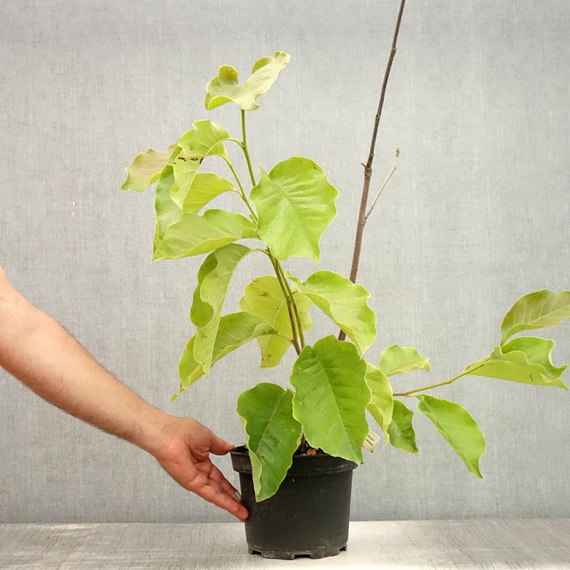 Magnolia soulangeana Frank's Masterpiece 3L/4L pot sample as delivered in summer