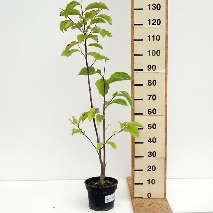 Magnolia Galaxy 4L/5L pot sample as delivered in summer
