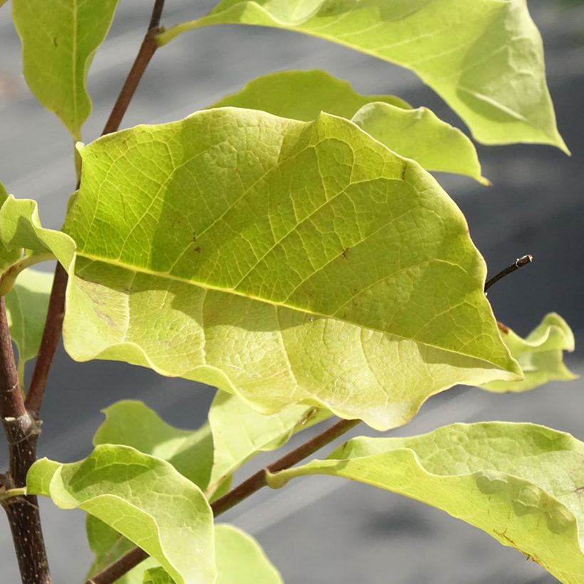 Magnolia Galaxy (Foliage)
