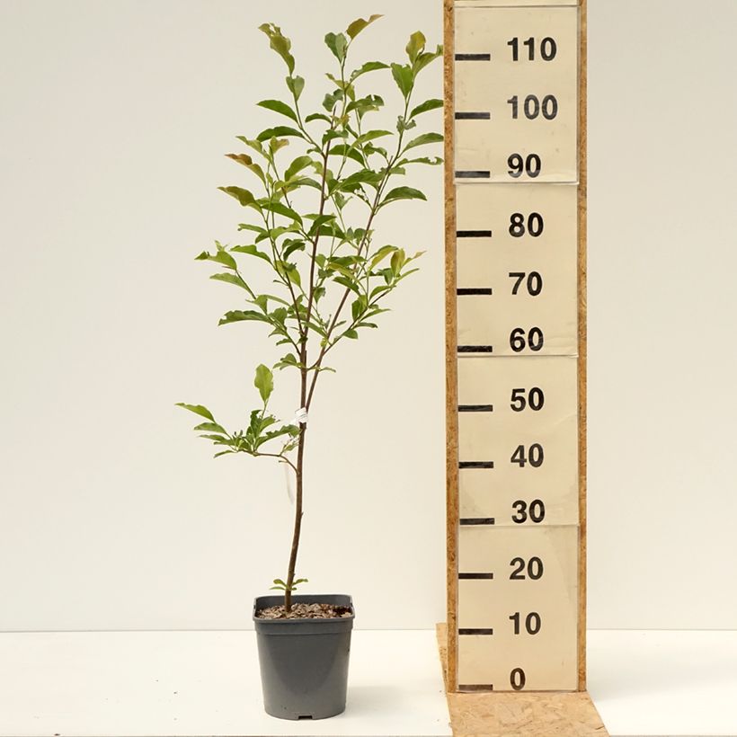 Magnolia George Henry Kern 3L/4L pot sample as delivered in summer