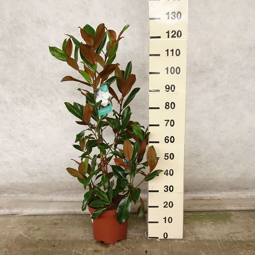 Magnolia grandiflora Galissonière 7.5L/10L pot sample as delivered in autumn