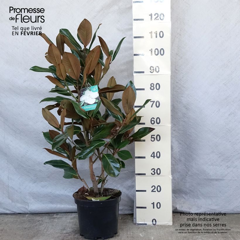 Magnolia grandiflora Galissonière en pot de 10L sample as delivered in winter