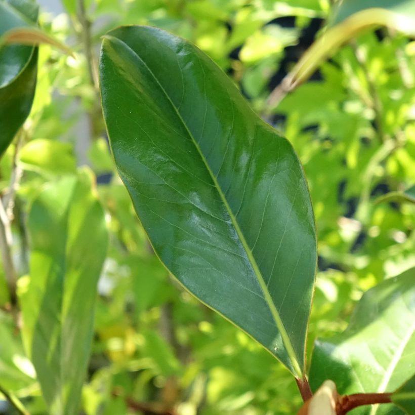 Magnolia grandiflora Kay Parris (Foliage)