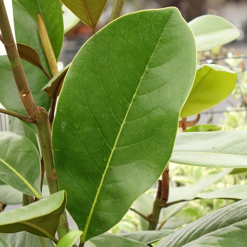 Magnolia grandiflora Mainstreet (Foliage)