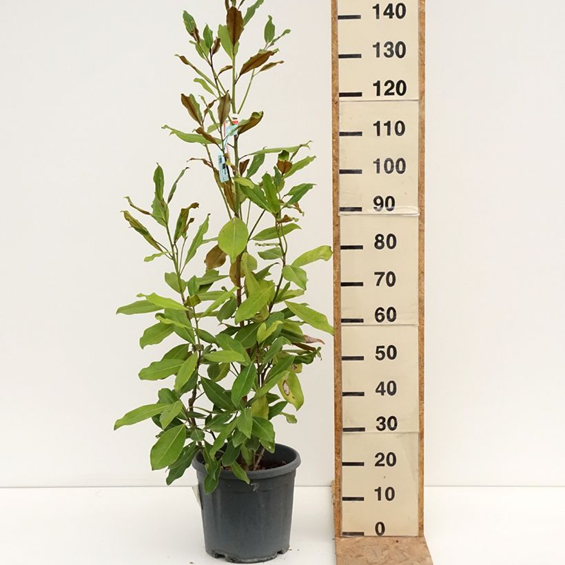 Magnolia grandiflora Nana 7.5L/10L pot sample as delivered in summer