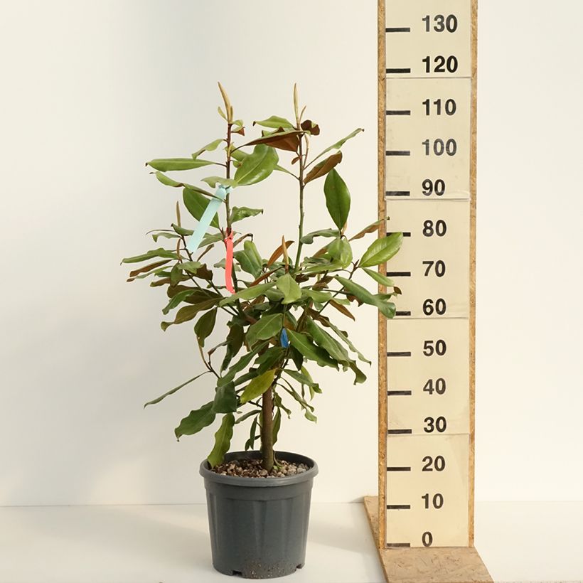 Magnolia grandiflora Nana - Laurier-tulipier Pot de 12L/15L sample as delivered in spring