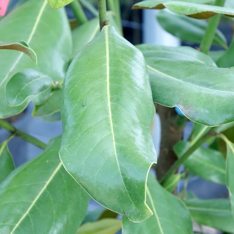 Magnolia grandiflora Nana (Foliage)