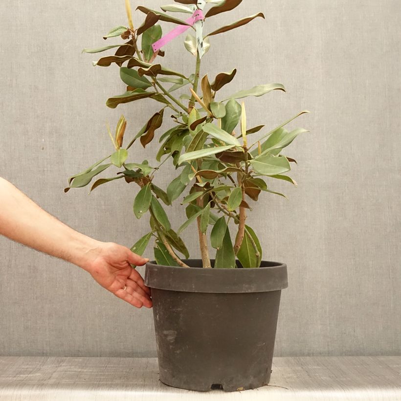 Magnolia grandiflora Purpan Pot de 10L sample as delivered in spring