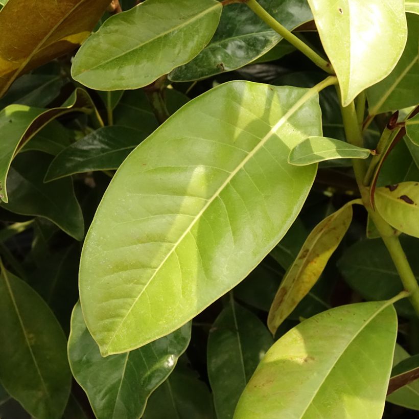 Magnolia grandiflora 'Victoria' (Foliage)