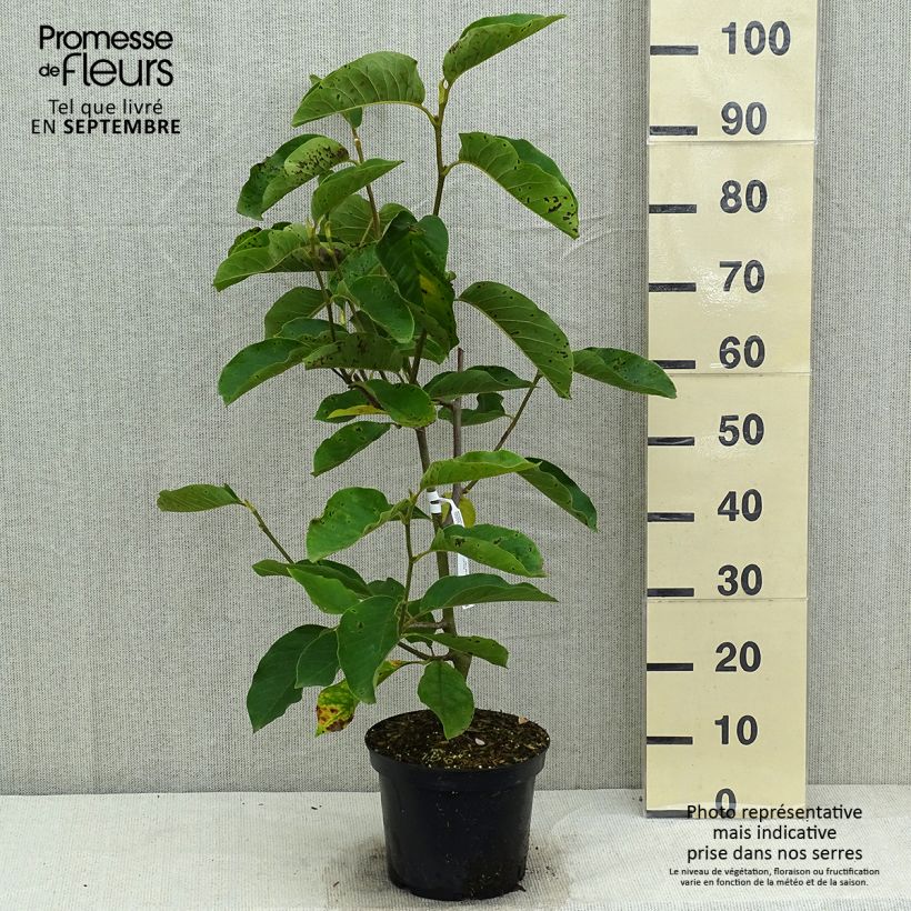 Magnolia x denudata Iolanthe 4L/5L pot sample as delivered in summer