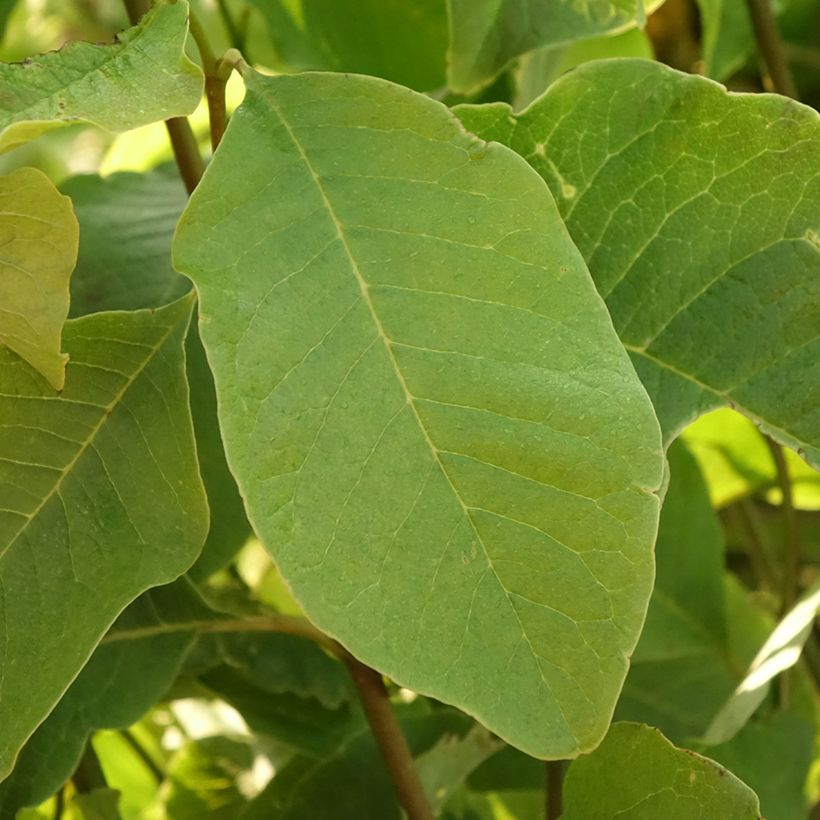 Magnolia kobus (Foliage)