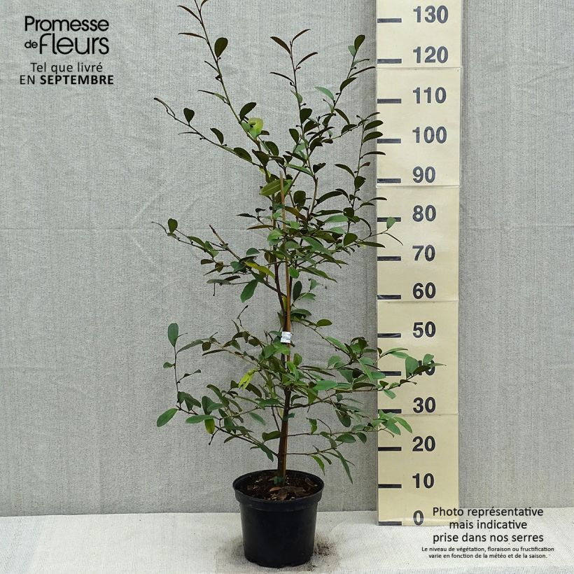 Magnolia laevifolia Achteraan - smooth-leaved Magnolia 4L/5L pot sample as delivered in autumn