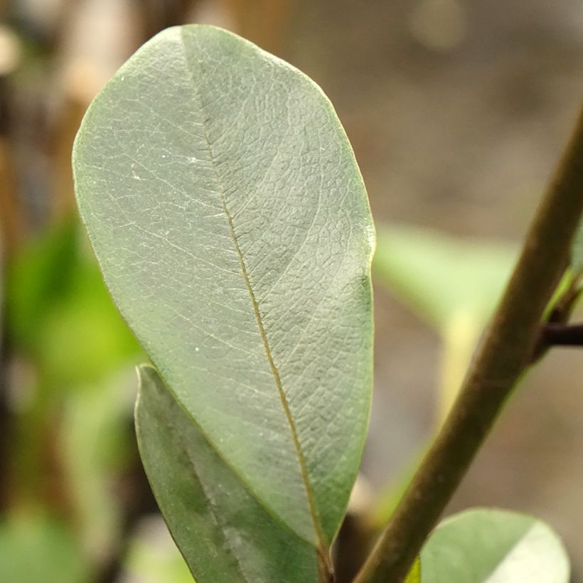 Magnolia laevifolia Achteraan - smooth-leaved Magnolia (Foliage)