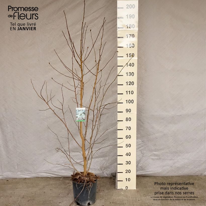 Magnolia loebneri Merrill en pot de 7.5L/10L sample as delivered in winter