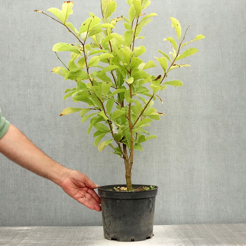 Magnolia x loebneri Merrill 3L/4L pot sample as delivered in summer