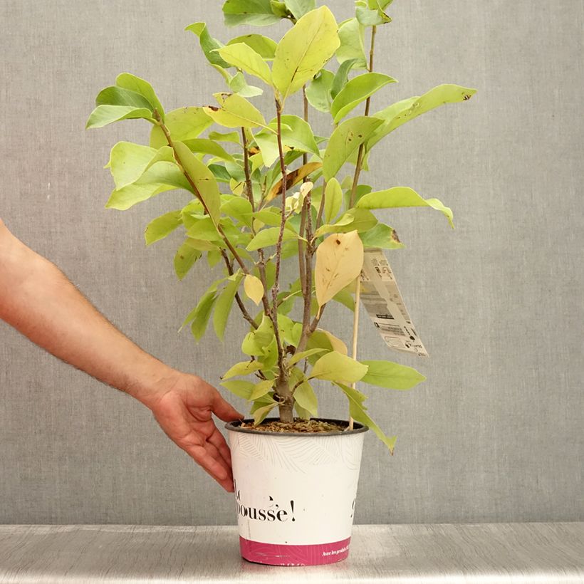 Magnolia  soulangeana Andre Leroy 4L/5L pot sample as delivered in summer