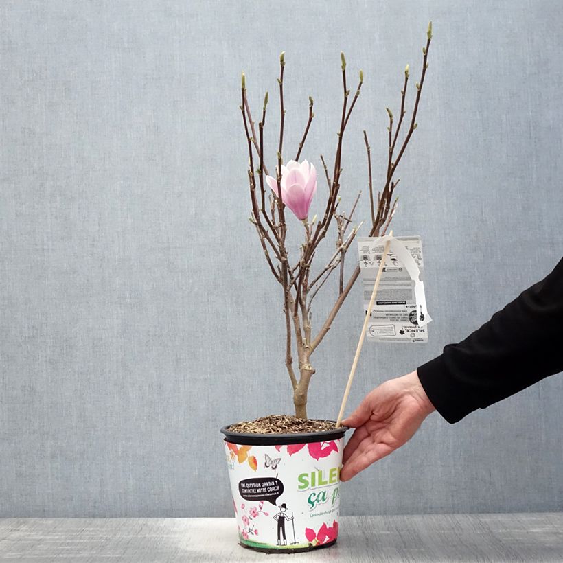 Magnolia  soulangeana Andre Leroy 4L/5L pot sample as delivered in spring