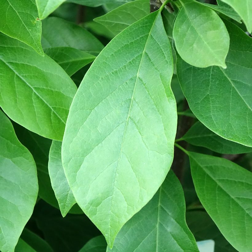Magnolia soulangeana Andre Leroy (Foliage)